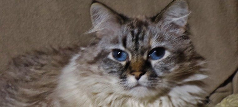 Dezi close up laying in chair