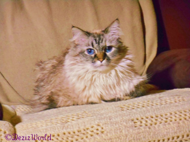 dw-Dezi0151ribedit (640x480)