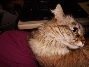 Mommy, meez wants tu tell dem da difference 'tween a Service cat and a Therapy cat.