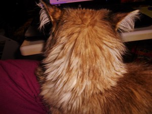 Hmmmm What shuld meez say fiwst??