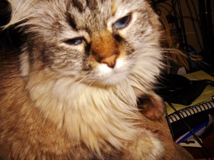 Whatcha' duin' mommy?? Meez got me eyes on you. :)