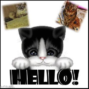 Hello and Meow