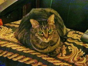 Lexi hangin' out in da wheelchaiw.