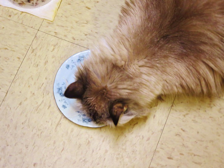 Yummy, nommm, meez luvs pizza.