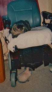 Lexi lookin' at meez like shes wants tu splat me. mol