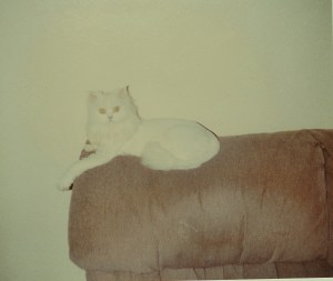 SHAD, Mommy's Original Service Cat