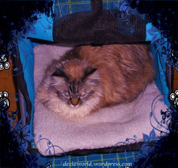 Luvvin' meez stwollew. Makes fuw a comfy nappin' spot. 