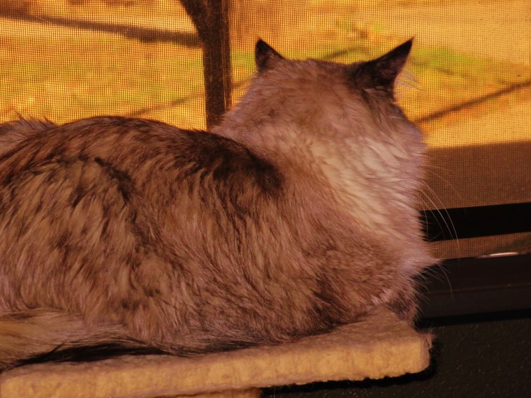 Yous don't scawe meez.