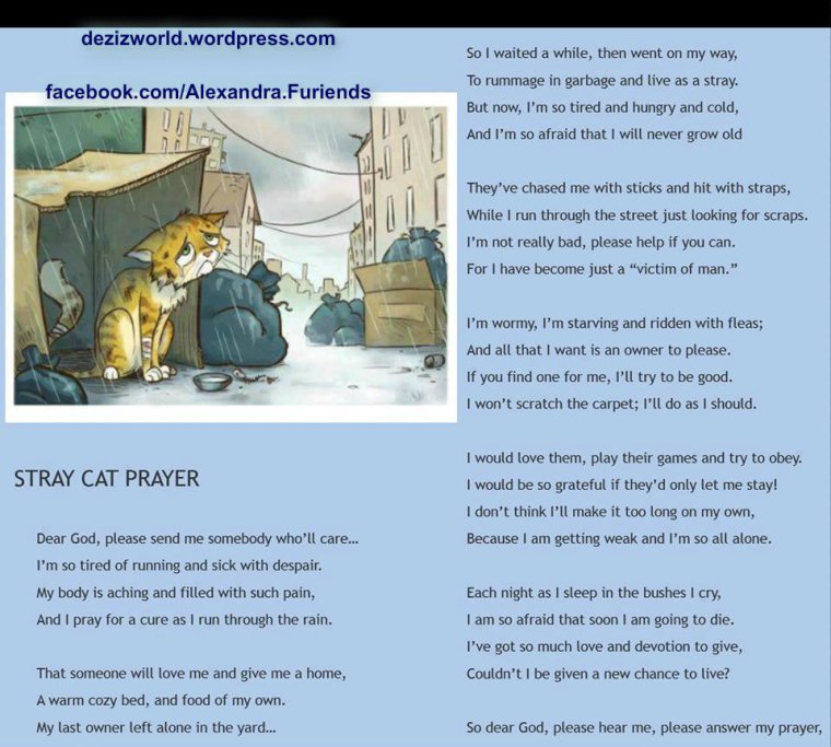 Stray Cat's Purrayer