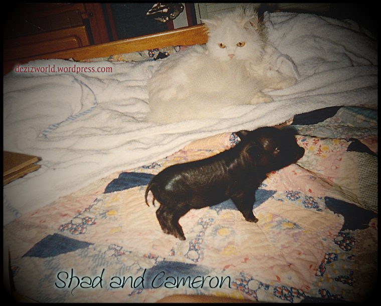 Shad the Original Service Kitty and Cameron at 6 days old.