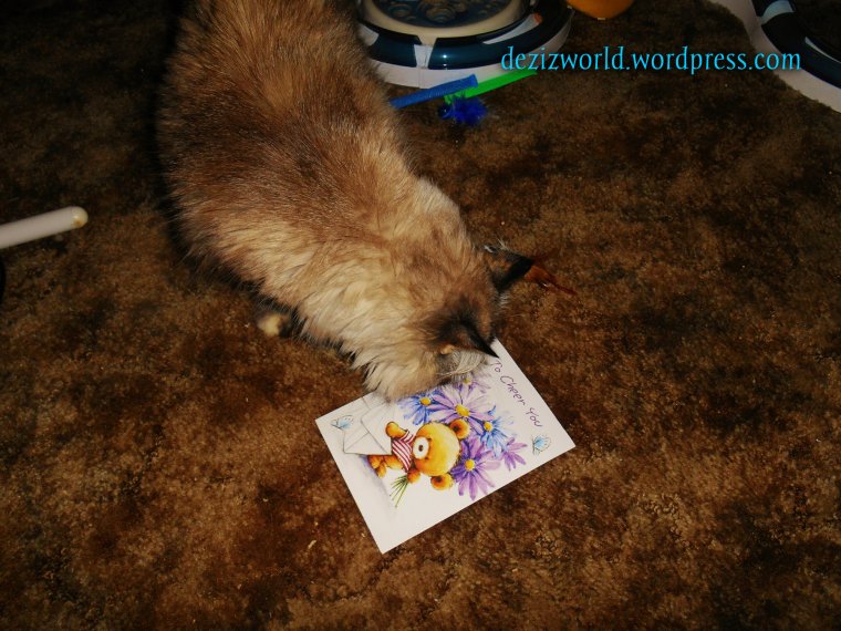 Fank yous so much awnty Cindy, Maggie Meme and furmily!!! Wees luv yous vewy much.