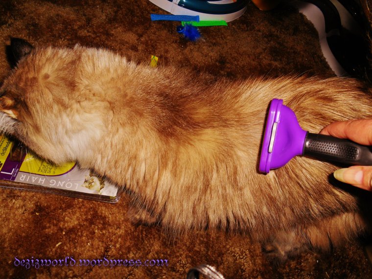 Oh mommy meez luvs dis!!! It feels gweat!!! Fank yous Cinco and Manna and Furminator!!!