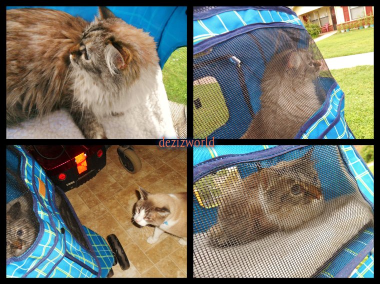 Meez be enjoyin' a stwoll wiff mommy.