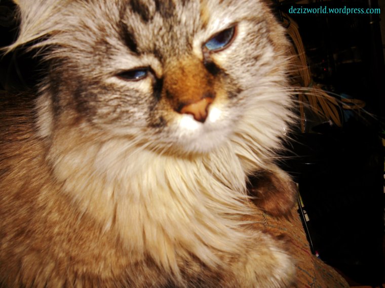 Meez luvs yous mommy.