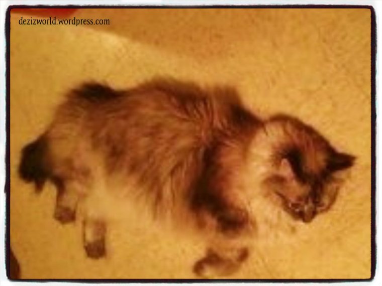 Just a little nap on da cool tiles.