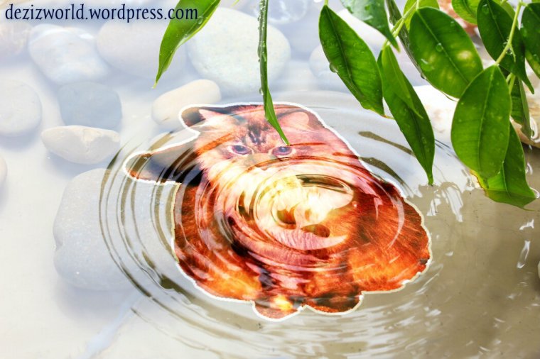 0dw Dezi water reflection