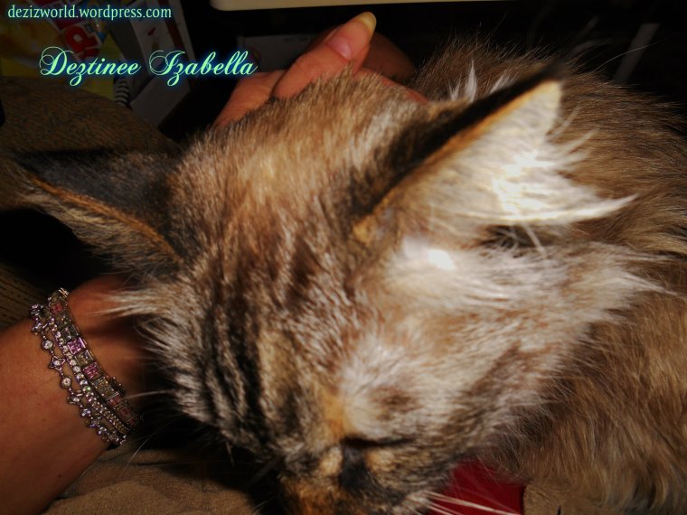 Meez luvs you mommy. Purrrrrrrrrr