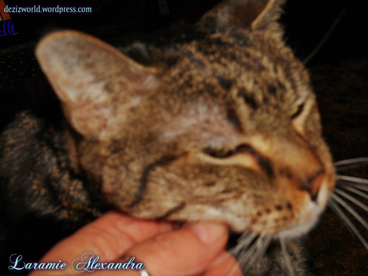 I'z Lubz you mommy. Purrrrrrrrrrrrs