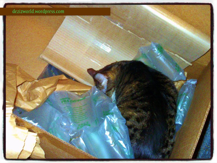 Dis box smells pawsum!!