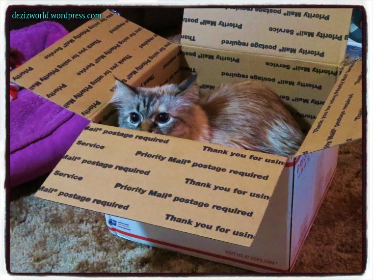 Meez gunna jump on me sis Lexi. MOL