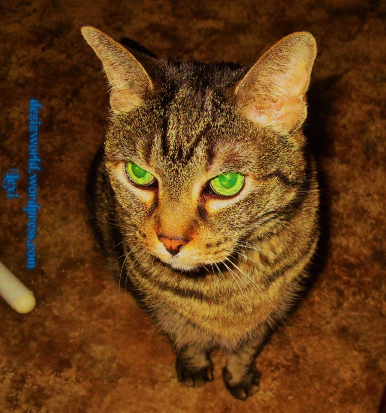 Dis beez da foto I'z submitted fur da kubber ob Pet Parenting.