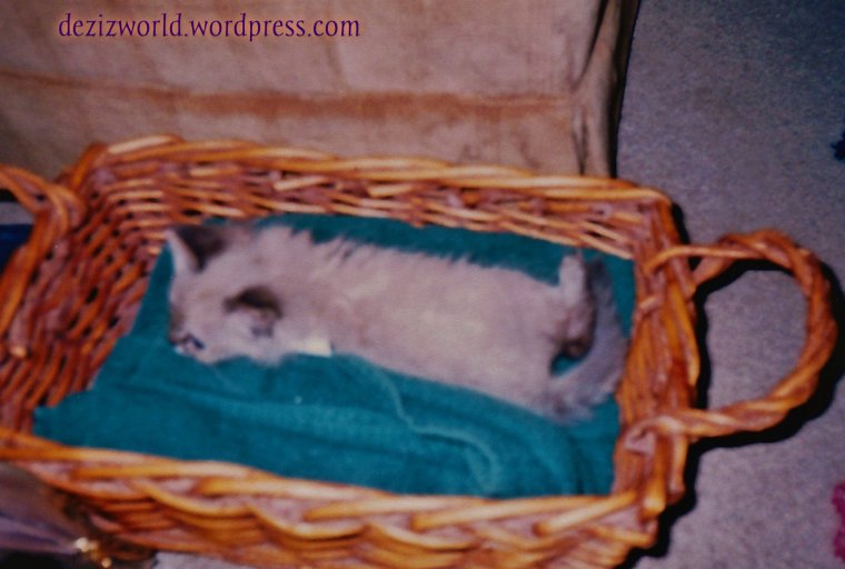 Dis is me on me first day wiff mommy in meez new home.