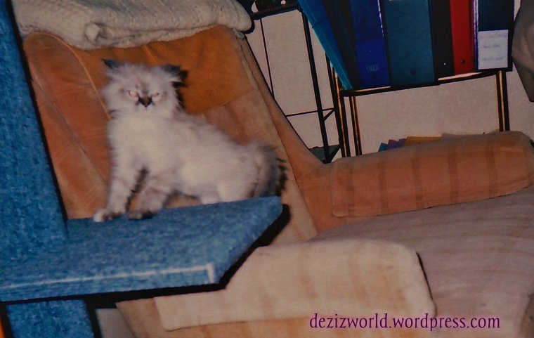 Meez gunna get yous.