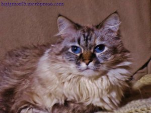 Meez can't leave yous wiff out a foto of me.