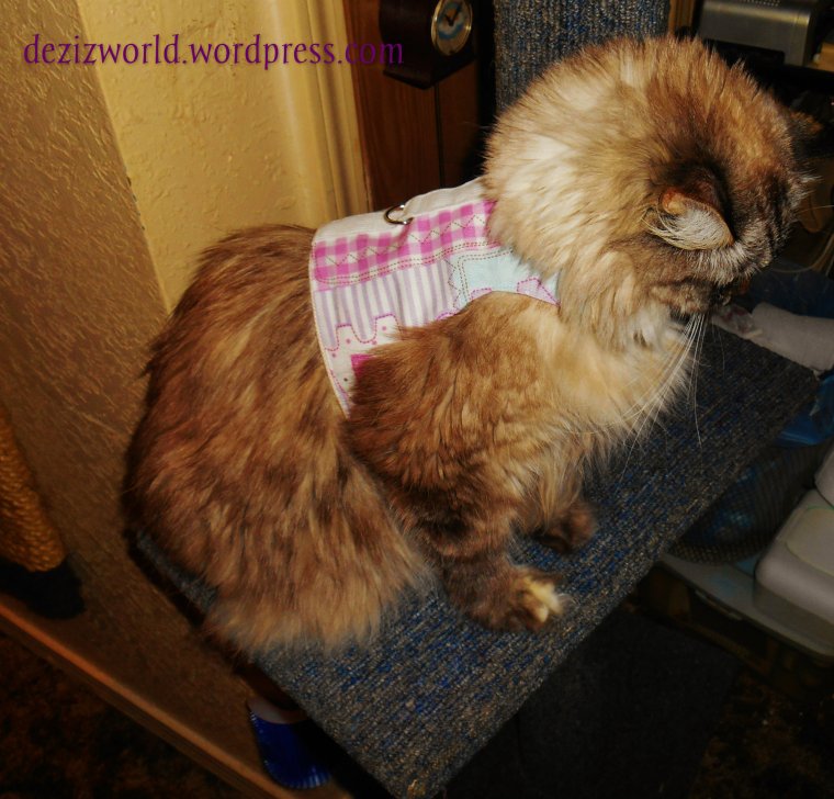 0dw Dezi harness JB3