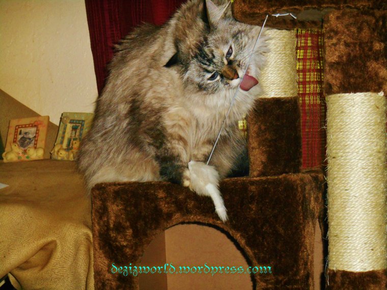 Meez will get yous loose sumday mousy. MOL 