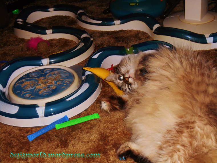 OMC Dis nana be so pawsum!!!