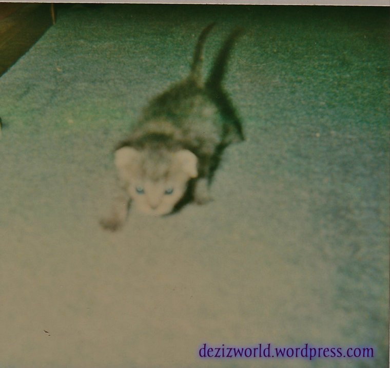 I'z wuz 3 weekz old and fat and feistee.