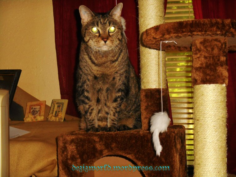 Don't youz fink I'z gawdid a Cheshire cat look? 