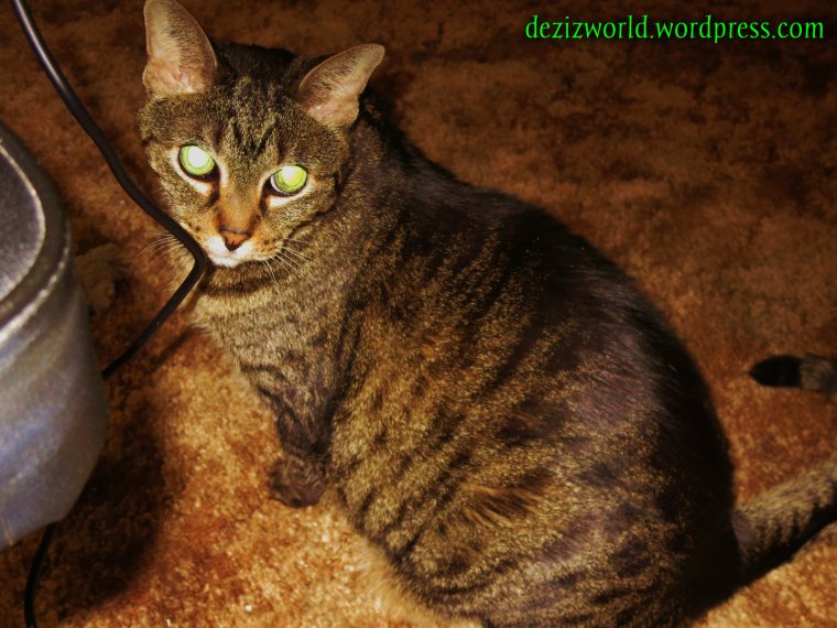 My fur is soft and shiny. No flakes in sight. Minez eyez glow like a pikshur of healf. 