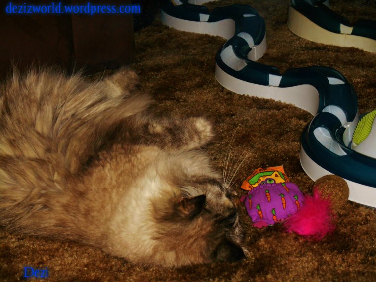 Meez playin' wiff mr. Nip bwitches. 