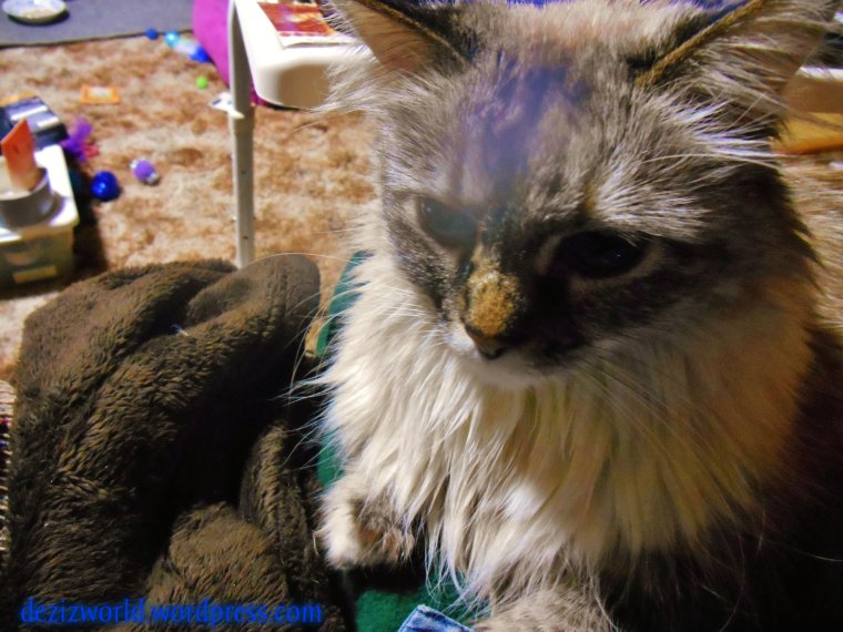 Meez not goin' too faw away fwum mommys lap.