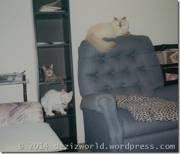 Devon, Lexi and Lucky