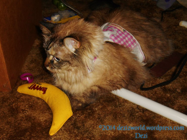 Notice meez got da nip nana and da nip cigaw wight here. MOL