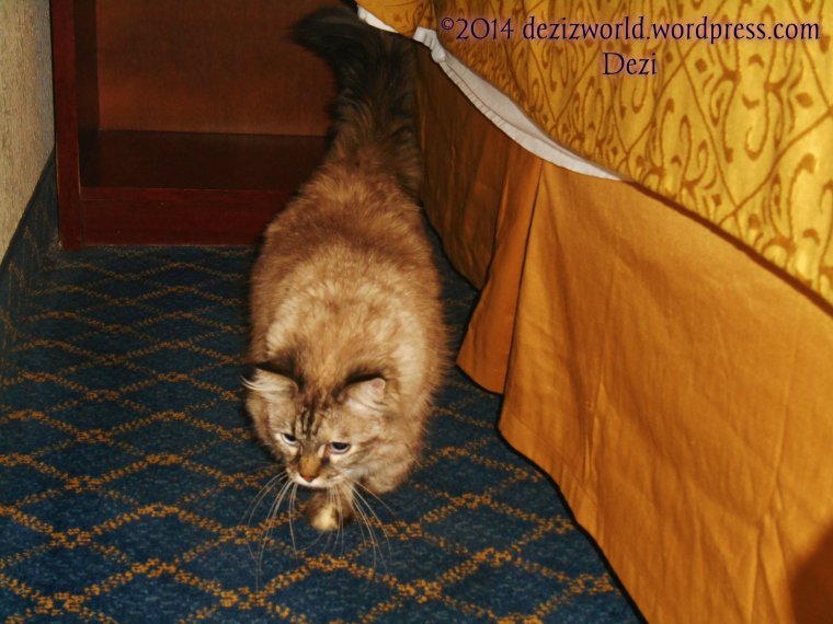 dw Dezi by bed walking