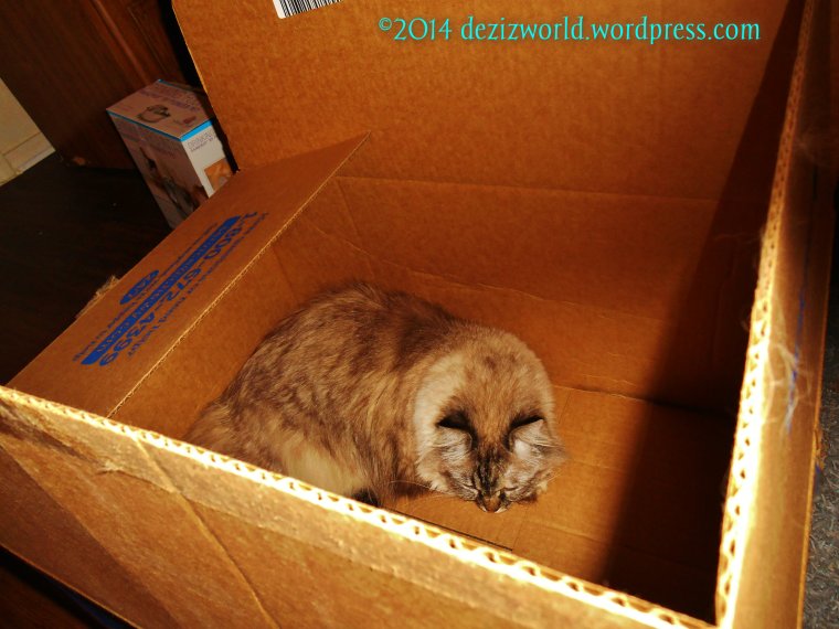 Meez'll just lay in this box while mommy unpacks anudder.
