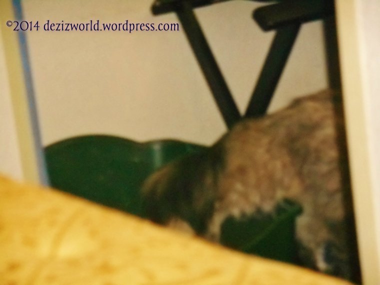 Yep yous seein' wight. Meez leavin' da pawdee box after usin' it. MOL