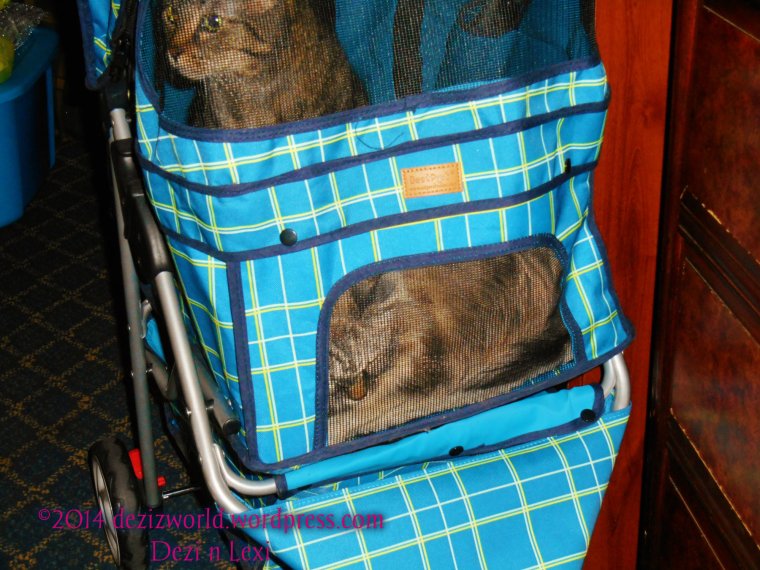 Weez in da motel now and waitin' to get outta da stwoller and explore.