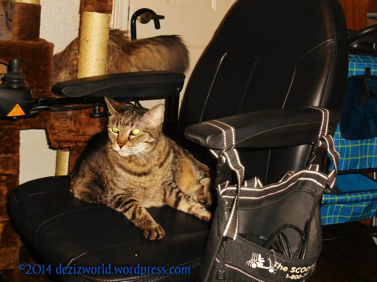 dw Dezi n Lexi wc n tree