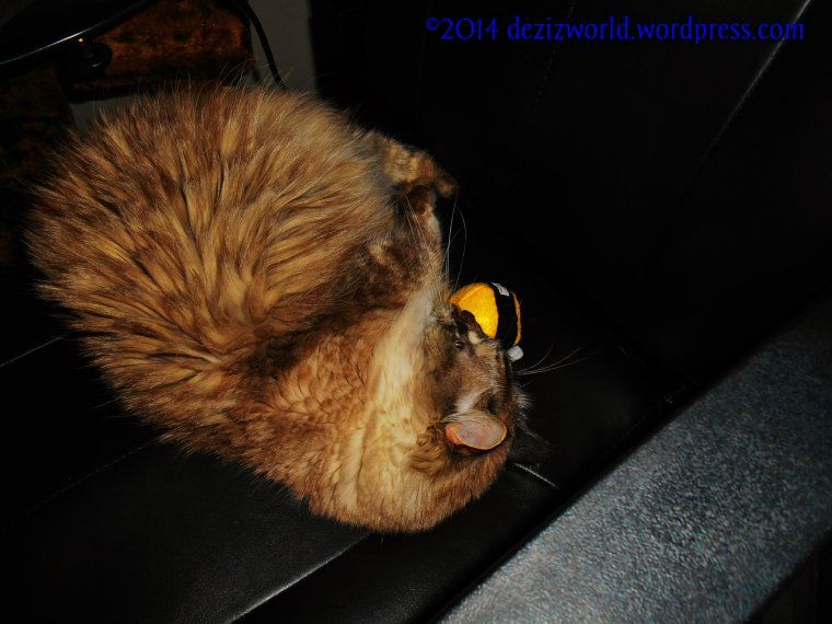 Fank yous Alice Marie and Pacific Cat toys.