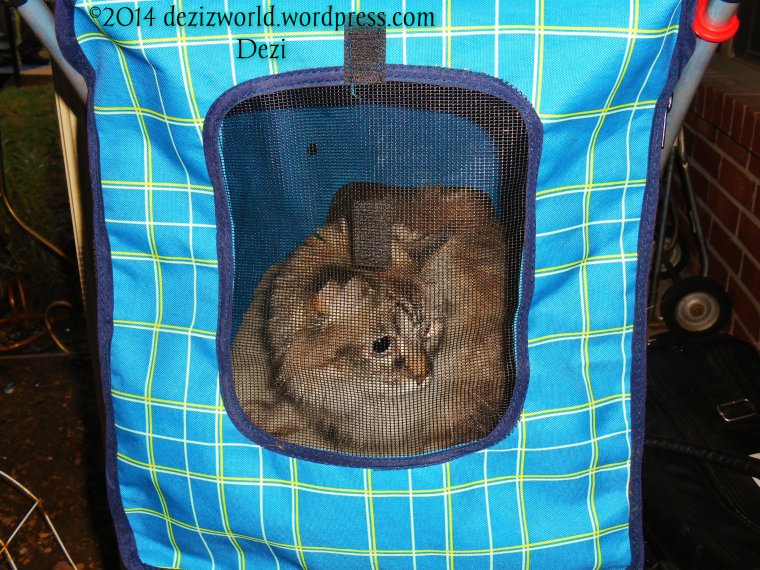 Meez on da porch waitin' fur sis Lexi to join me.