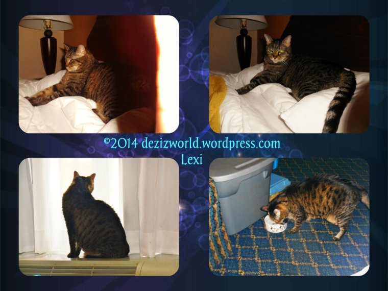 dw Lexi in motel collage