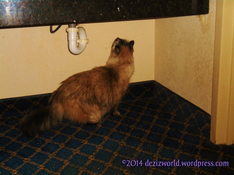 Me fawt yous might like to see all me long bootyful furs