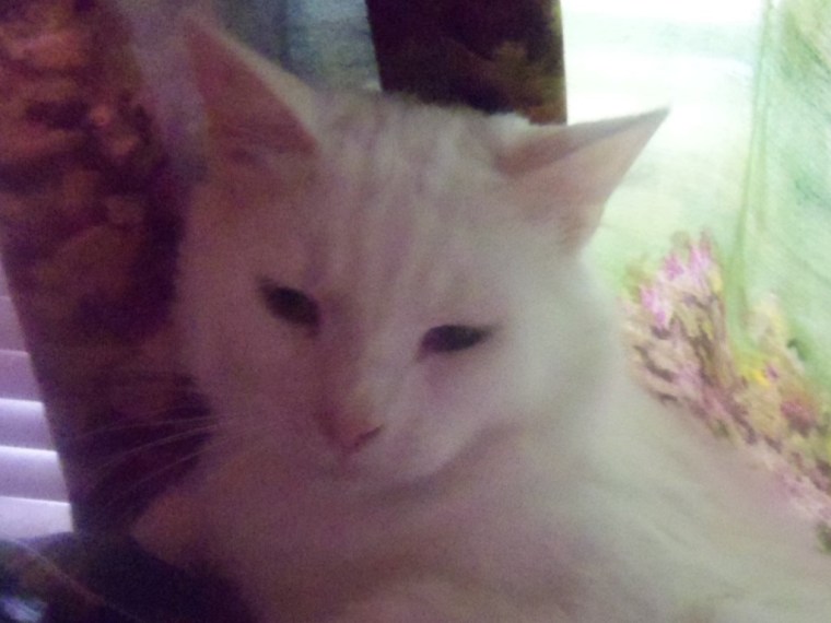 I'm a real Texas gentlemancat. I say purrlease and thank you. 