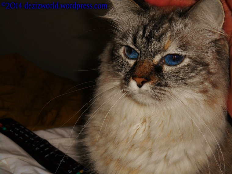 000dw Dezi close up face