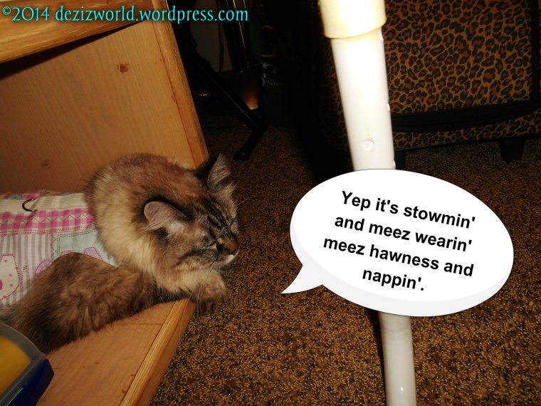 Yep yous read wight. It's stormin' and meez not hidin'. Meez luvvin' me hawness mowe evewyday.